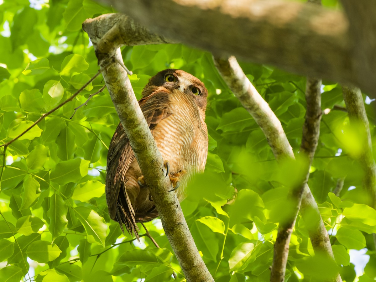 Kızıl Bubuk - ML647419293