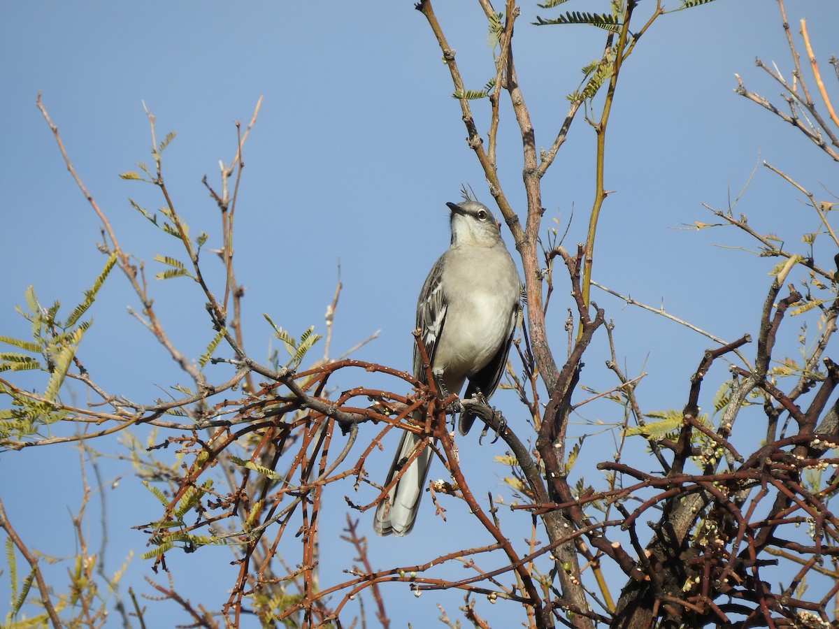 Northern Mockingbird - ML647419325