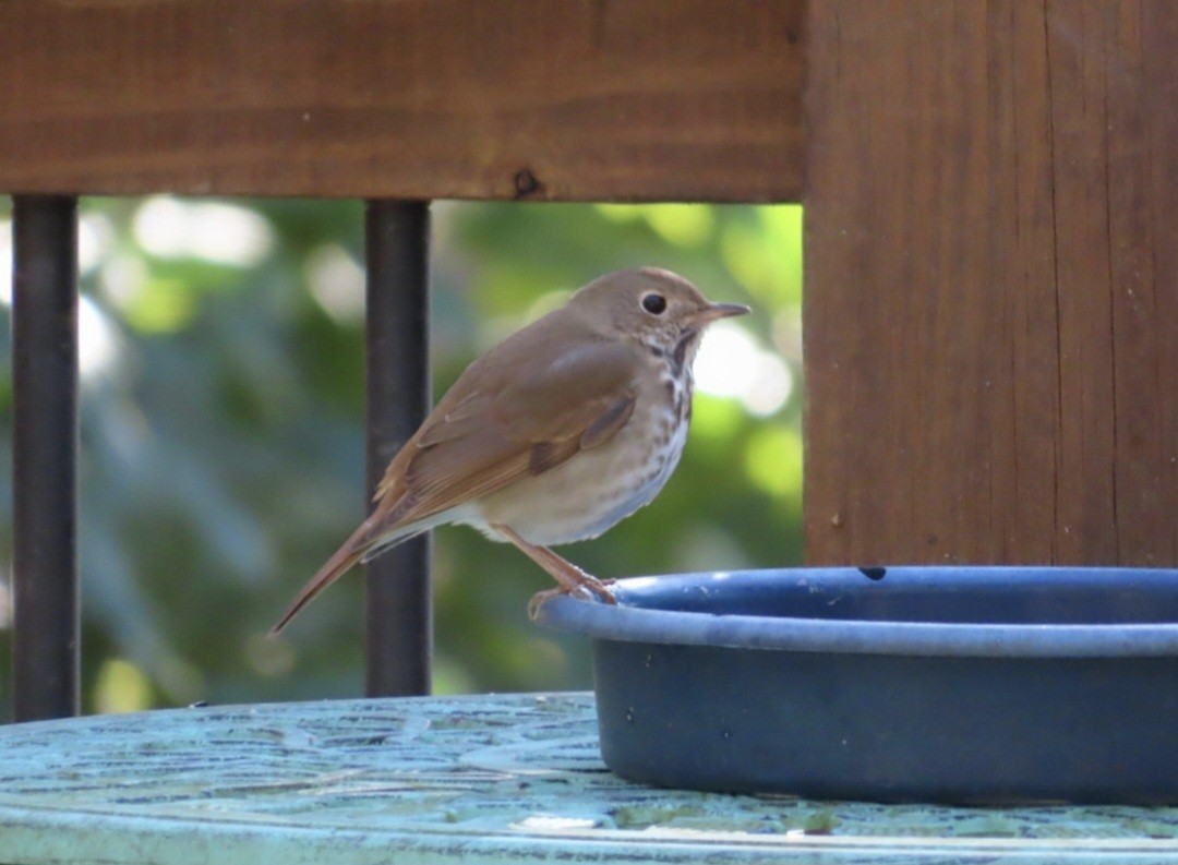 Hermit Thrush - ML647419339
