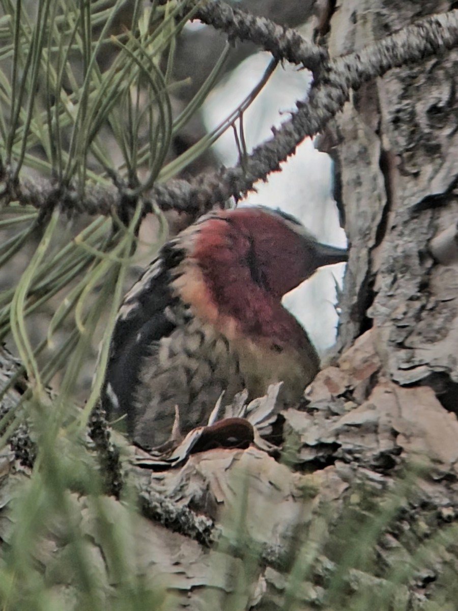 Red-breasted Sapsucker - ML647419342