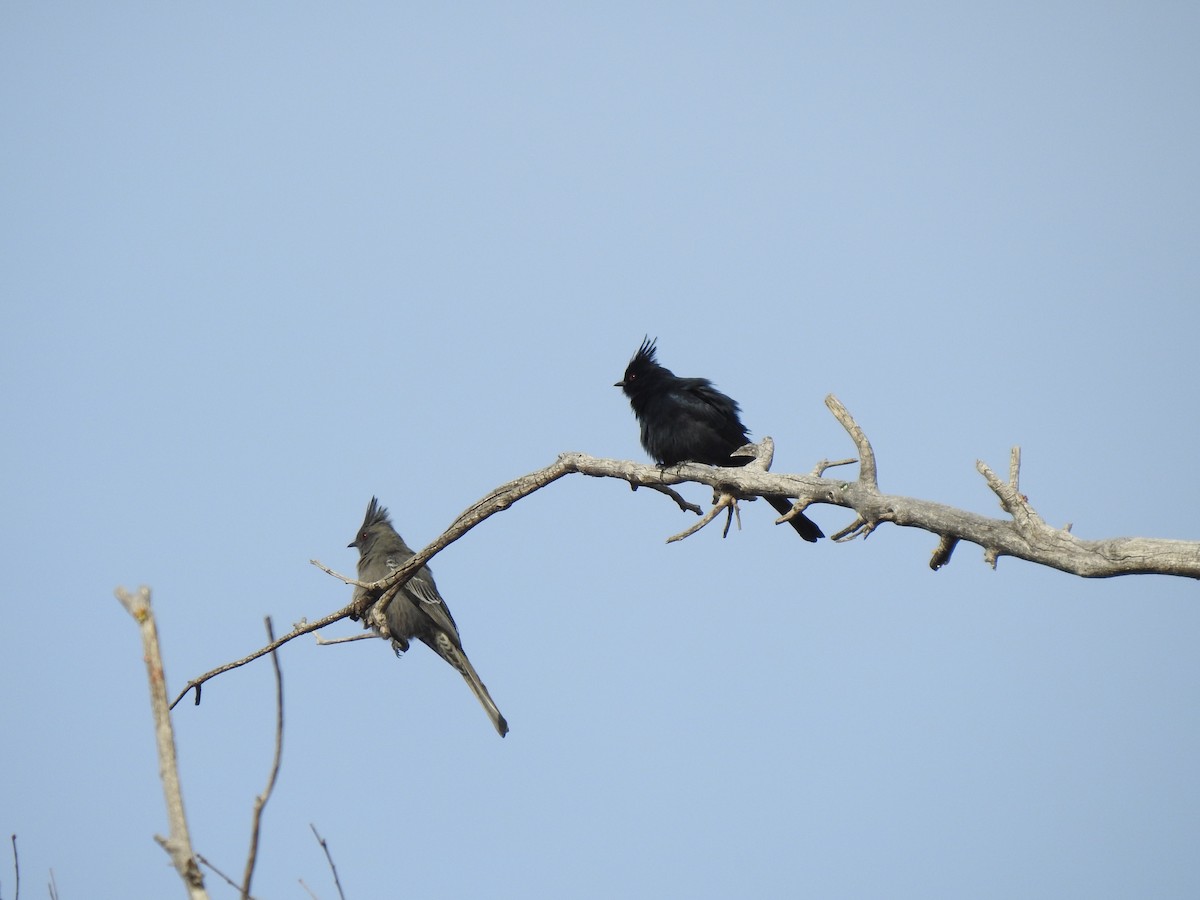 Phainopepla - ML647419348