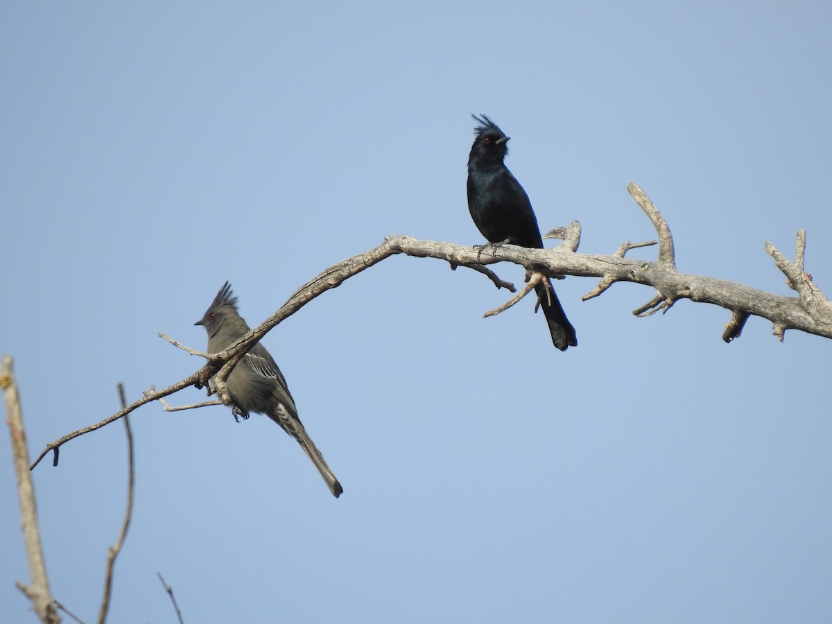 Phainopepla - ML647419349