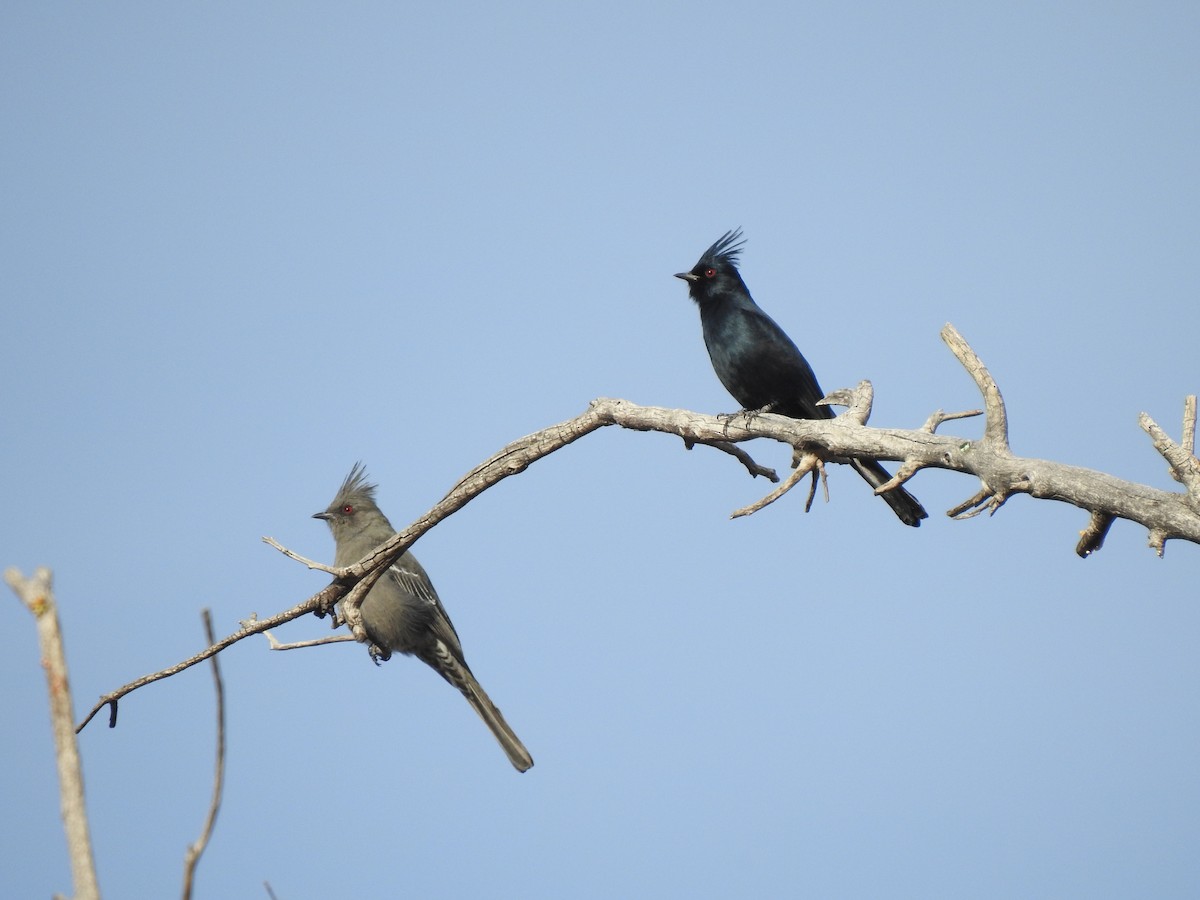 Phainopepla - ML647419350