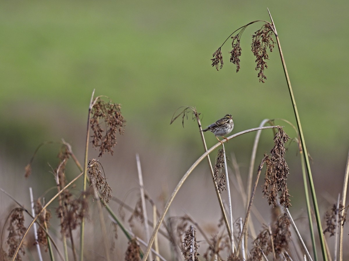 Savannah Sparrow - ML647419354