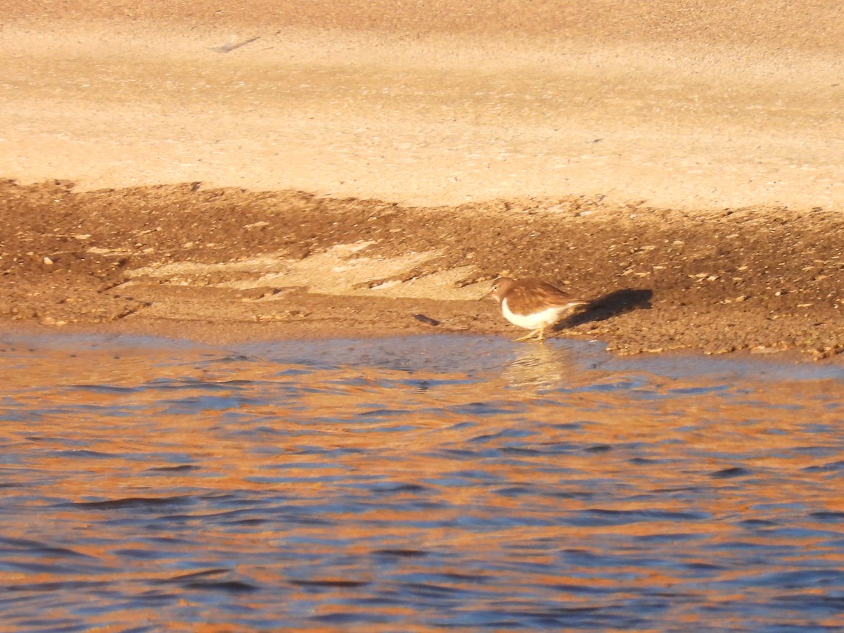 Kuliska txikia - ML647419362