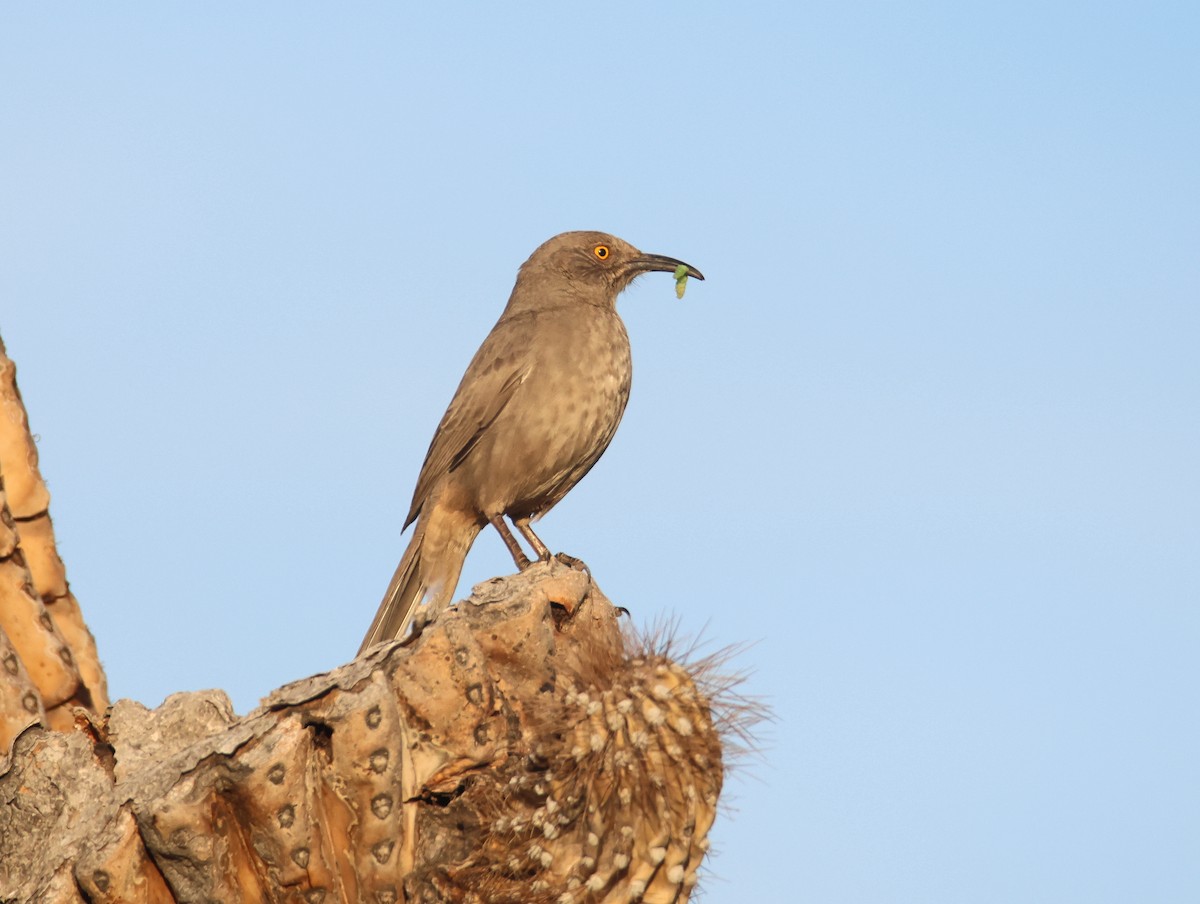Curve-billed Thrasher - ML647419363