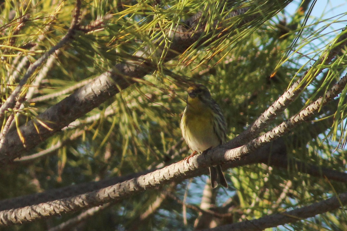 Txirriskila arrunta - ML647419364