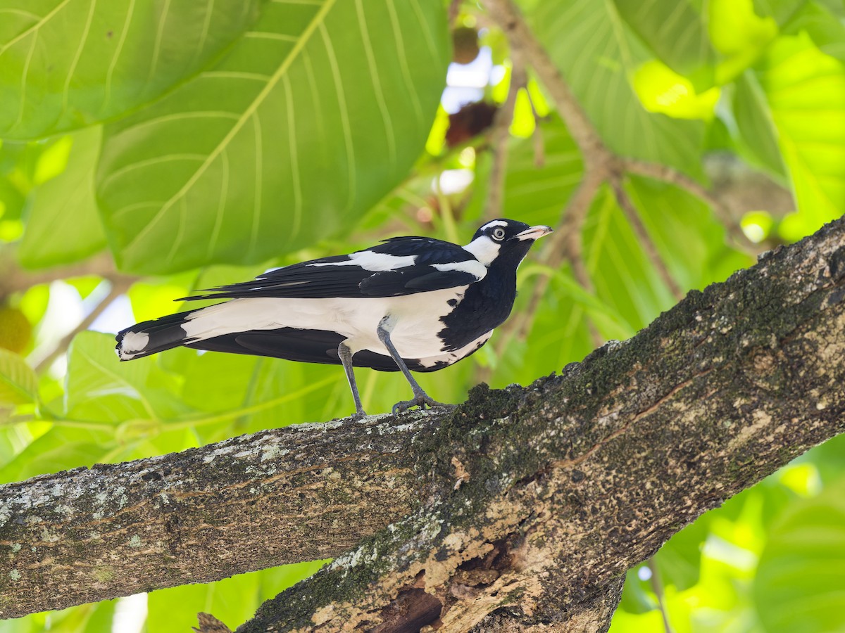 Magpie-lark - ML647419365