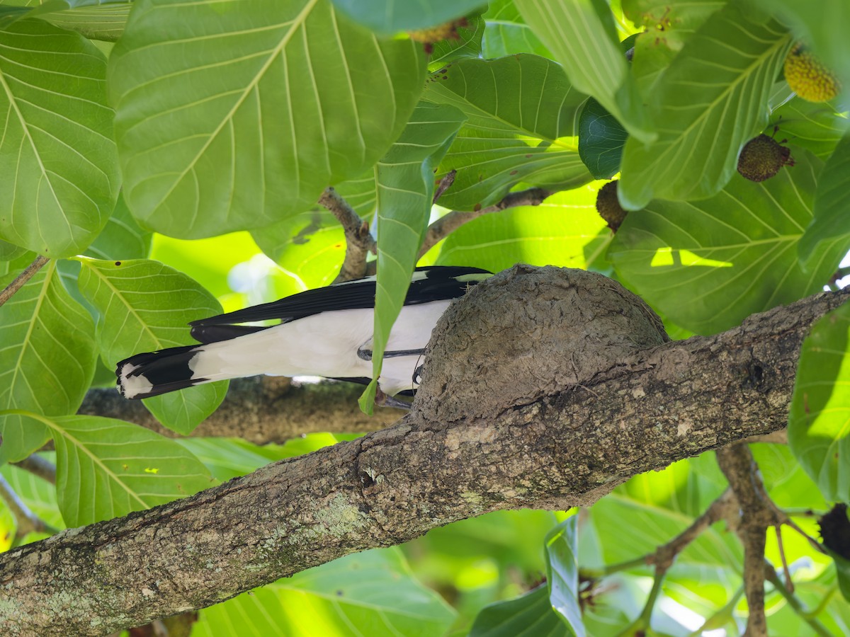 Magpie-lark - ML647419366