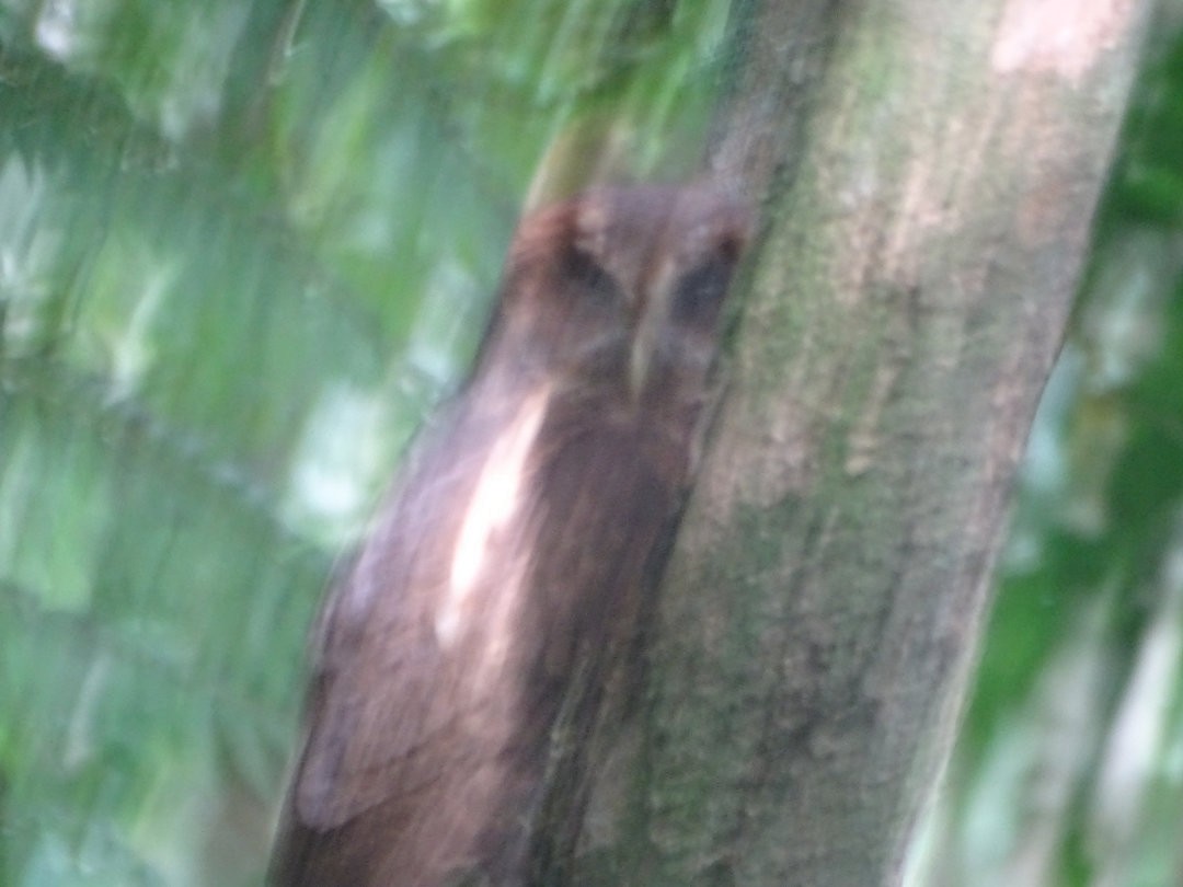 Mottled Owl - ML647419369