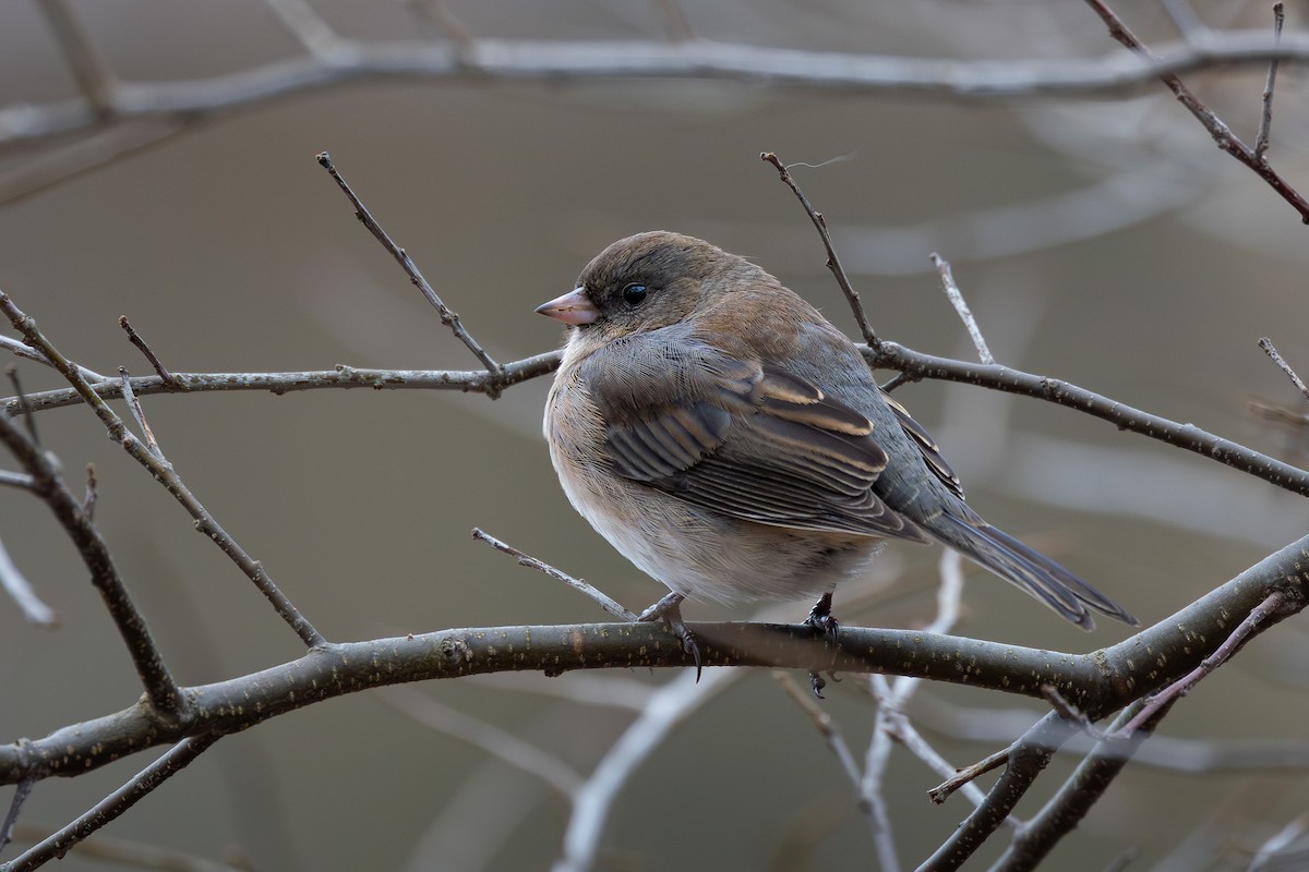 Dark-eyed Junco - ML647419370