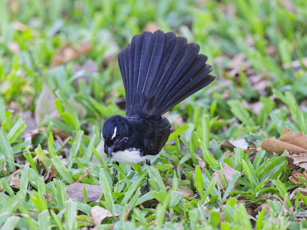 Willie-wagtail - ML647419371