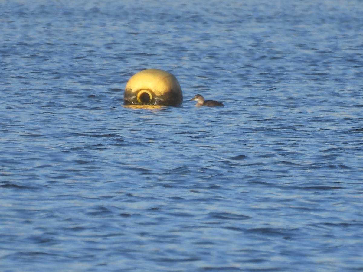 Txilinporta txikia - ML647419372