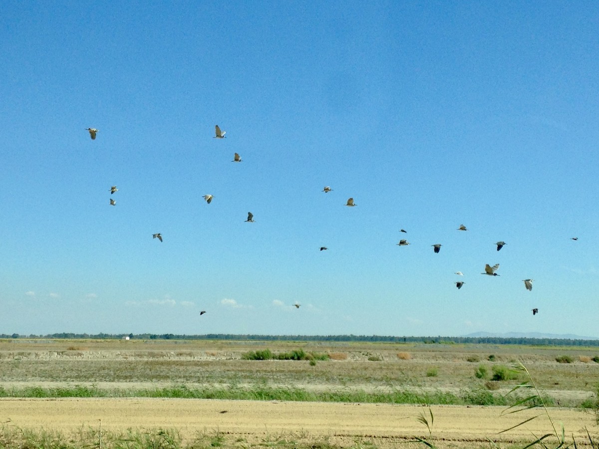 Amiltxori arrunta - ML647419373