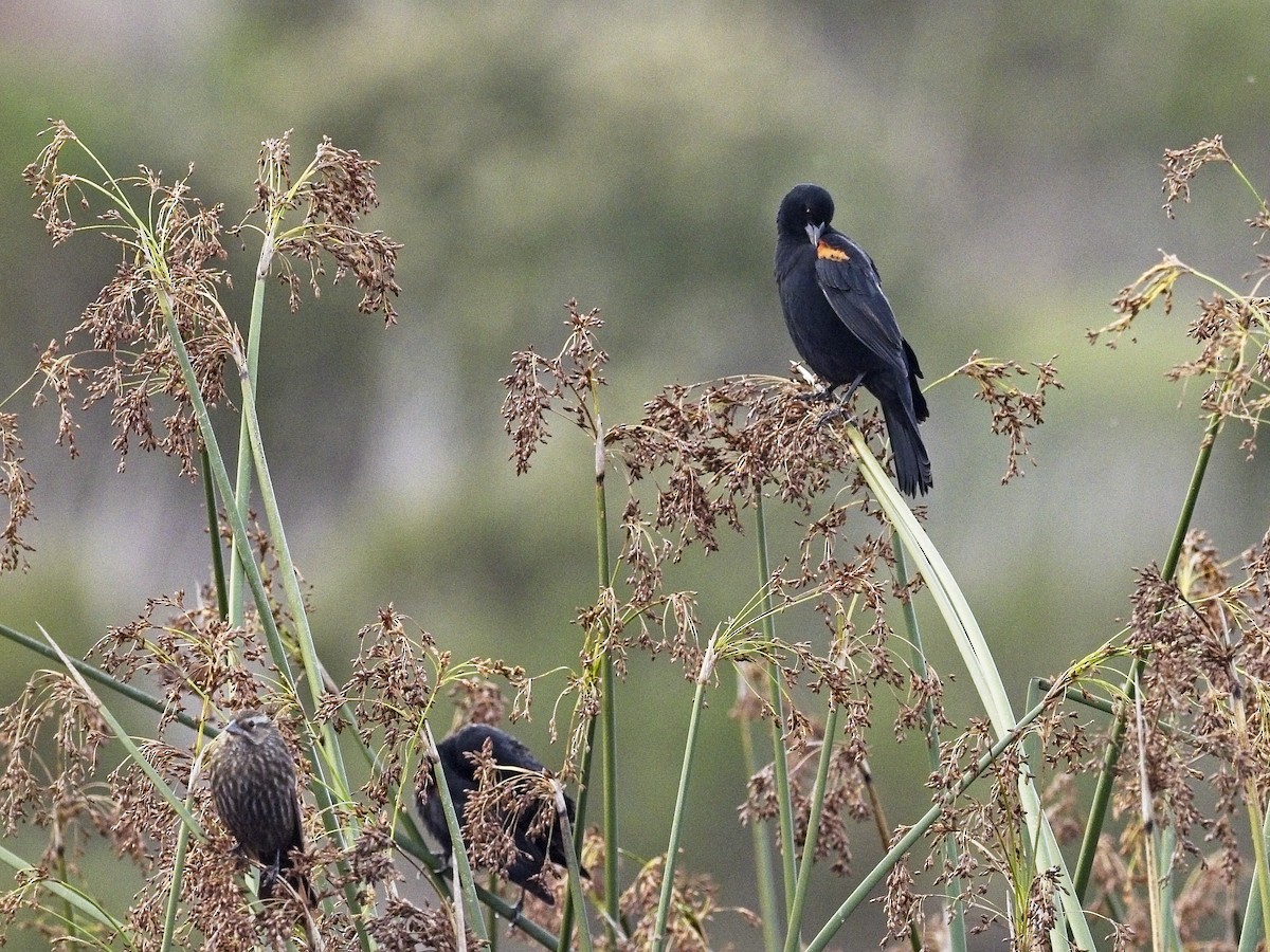 Red-winged Blackbird - ML647419374