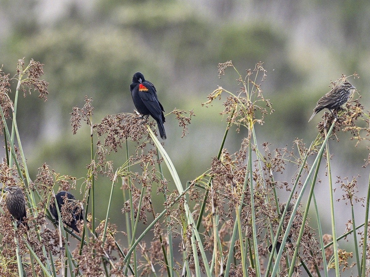 Red-winged Blackbird - ML647419375