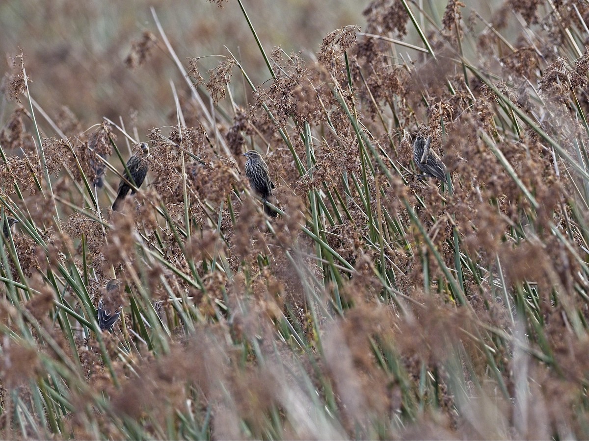 Red-winged Blackbird - ML647419376