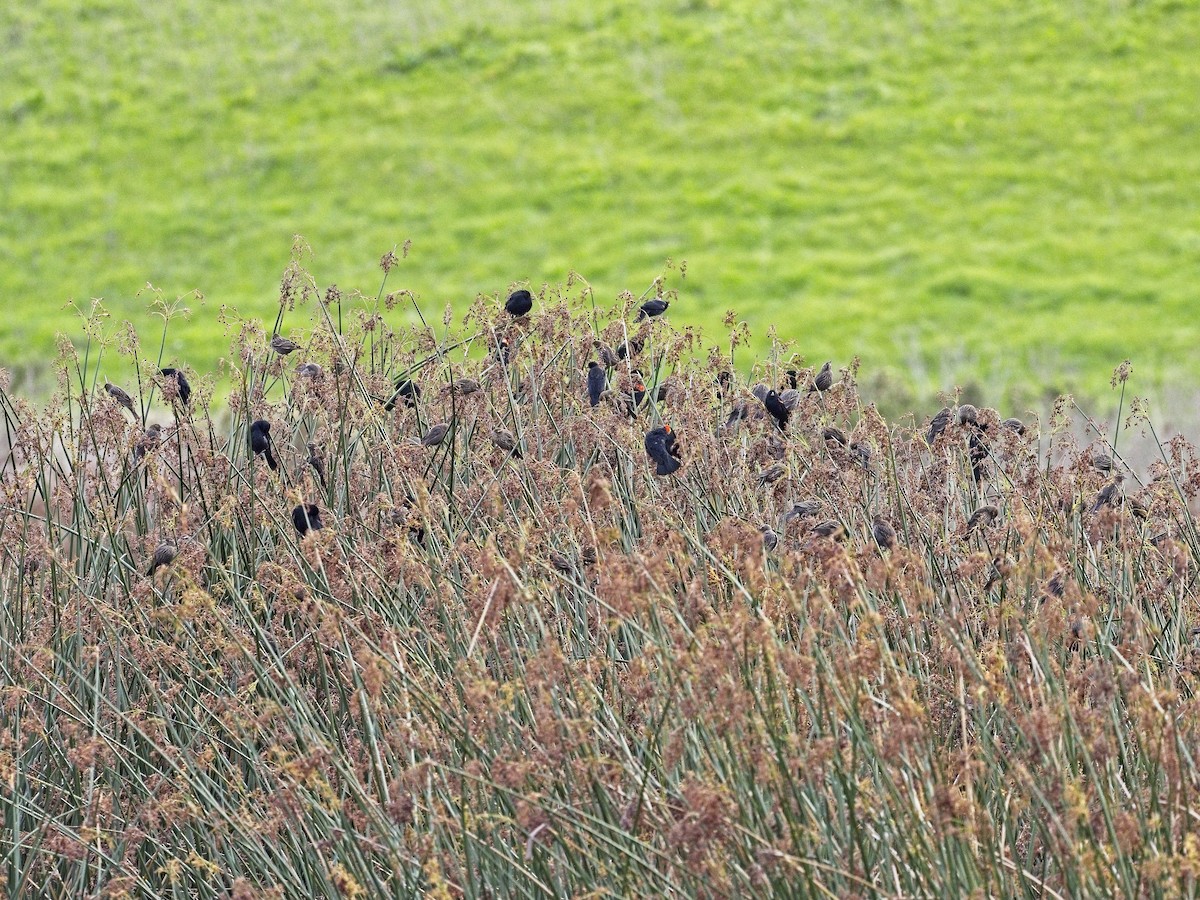 Red-winged Blackbird - ML647419377