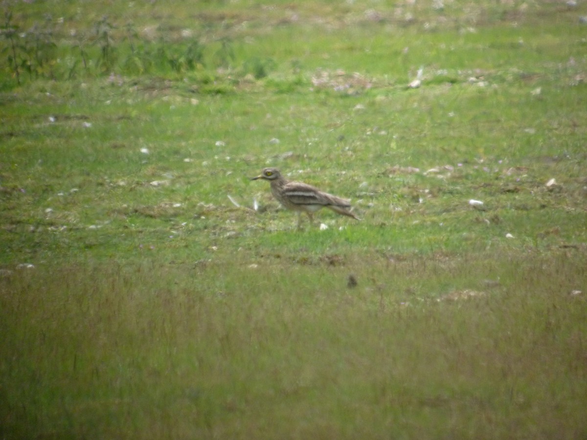 Atalarra - ML647419378