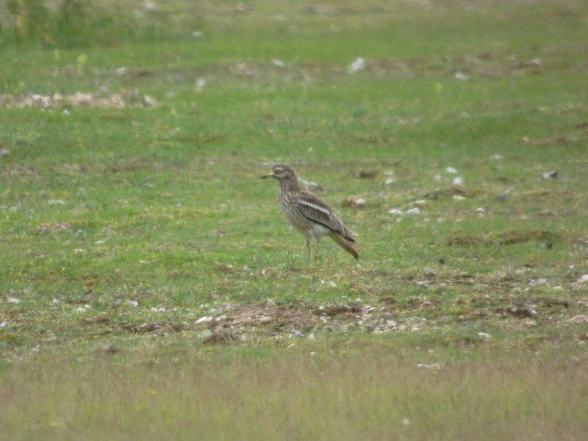 Atalarra - ML647419379