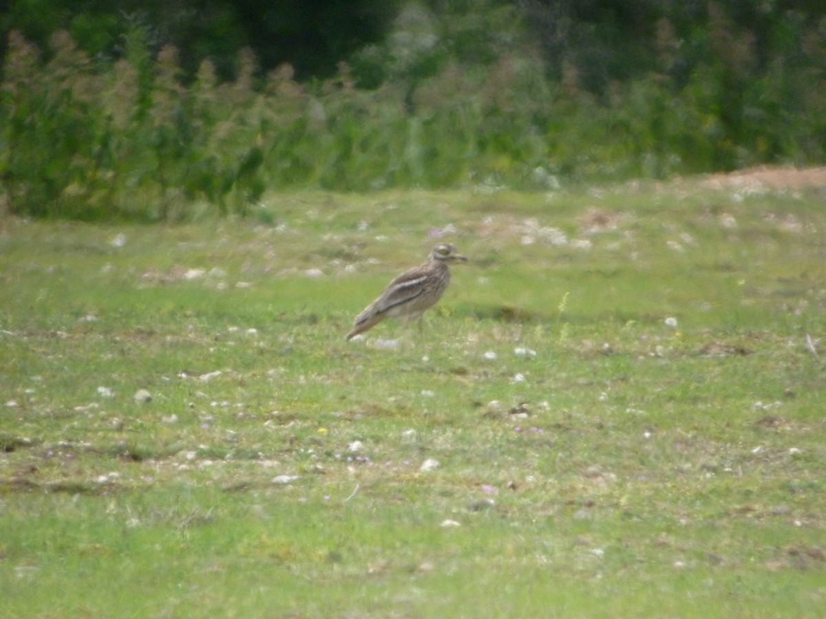 Atalarra - ML647419380