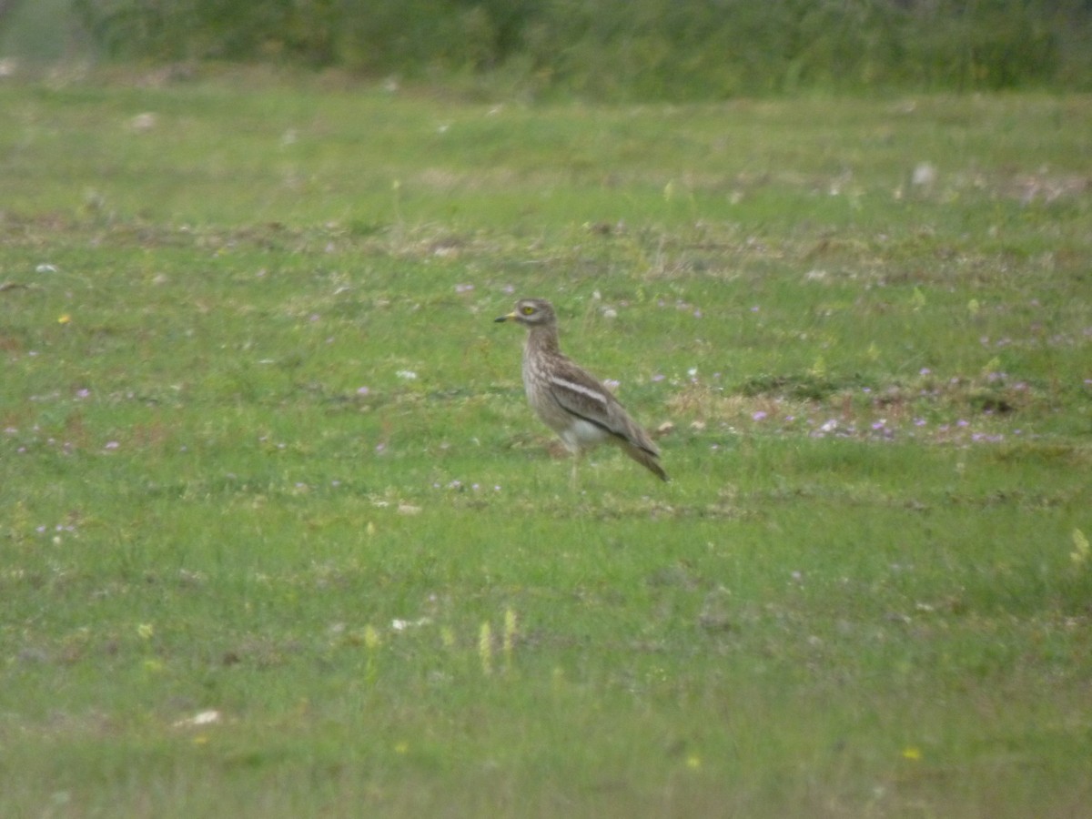 Atalarra - ML647419381