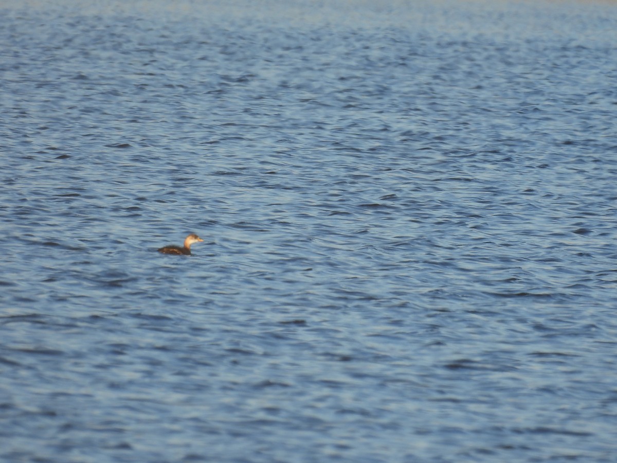 Txilinporta txikia - ML647419382