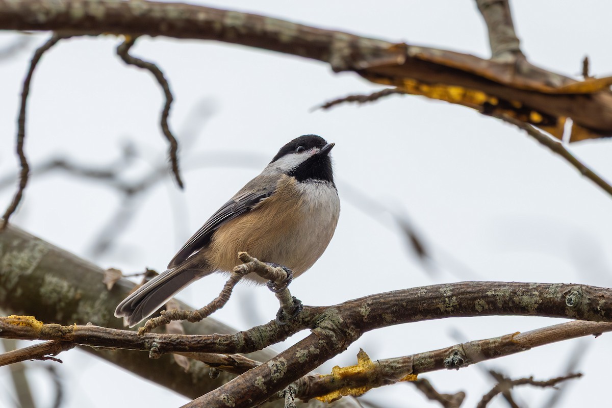 Boreal Chickadee - ML647419383