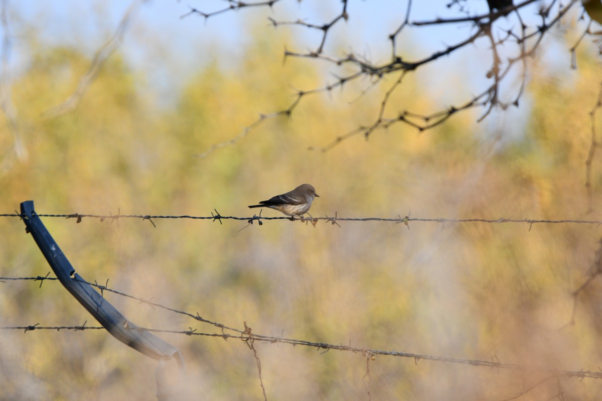 Say's Phoebe - ML647419384