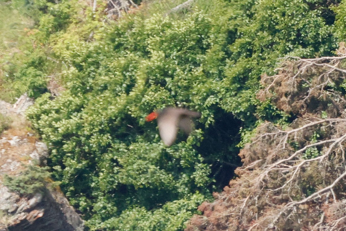 Black Oystercatcher - ML647419385