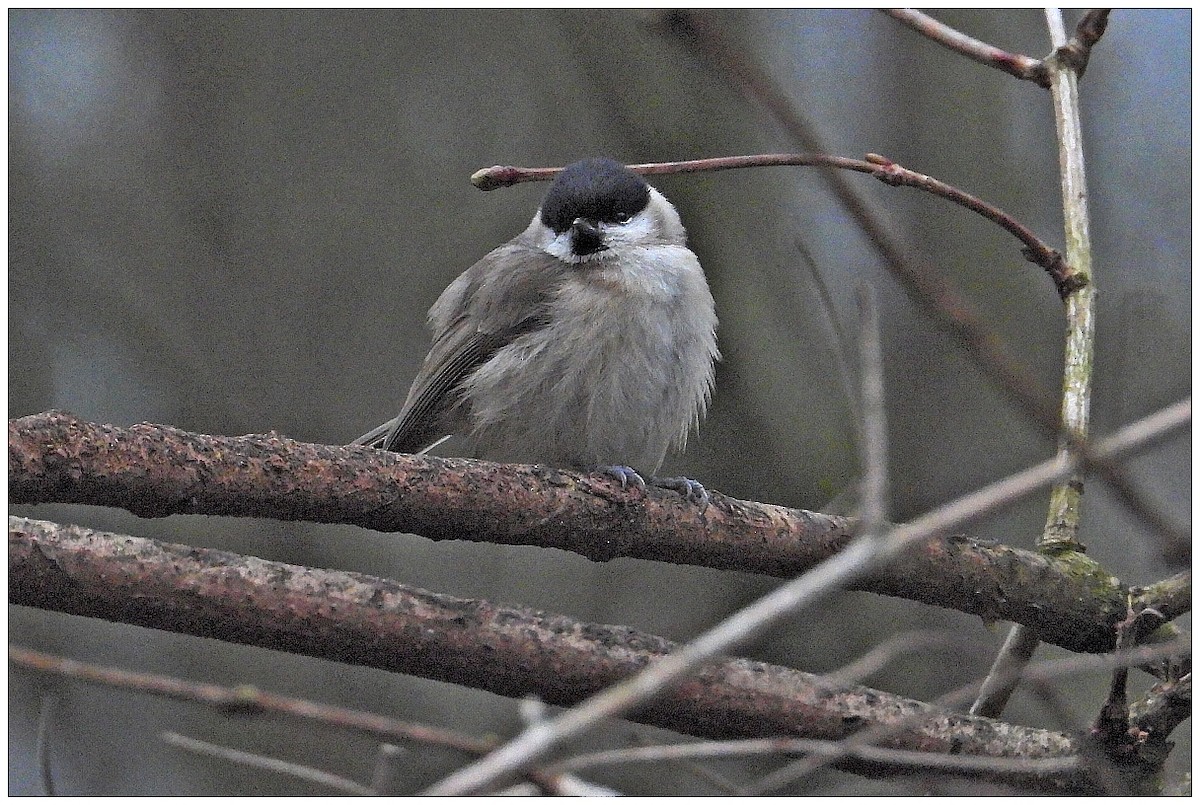 Kaskabeltz txikia - ML647419387