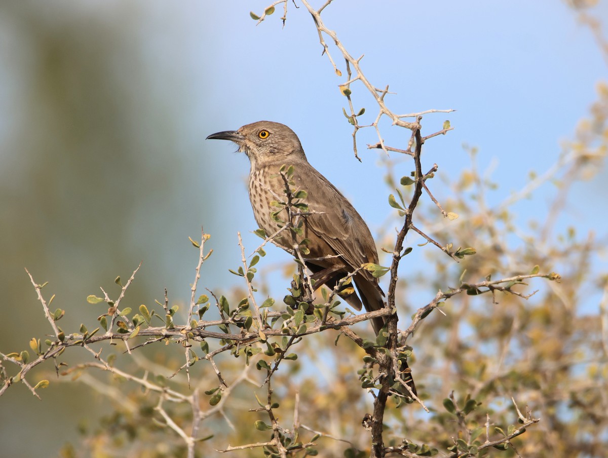 Bendire's Thrasher - ML647419388