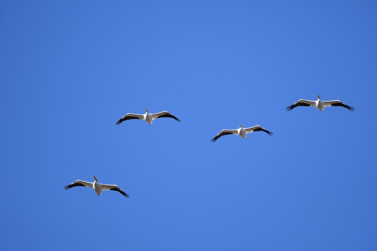American White Pelican - ML647419401
