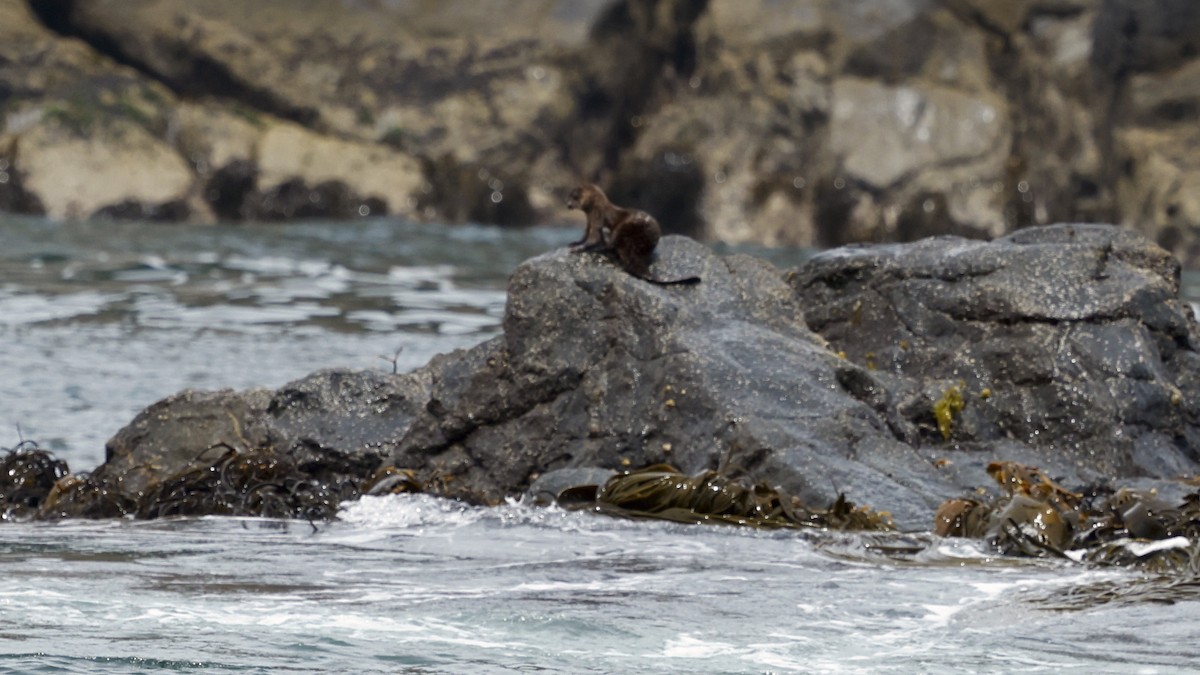 Chungungo - ML647419408