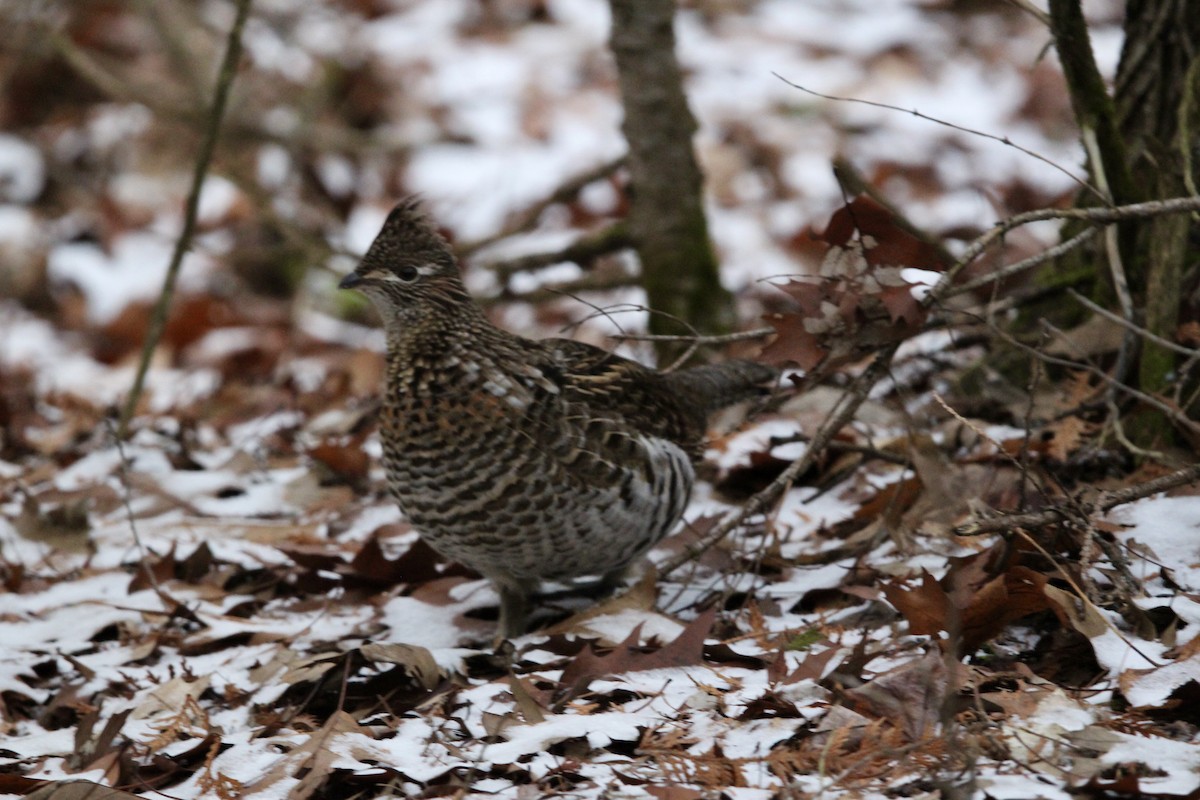 jeřábek kanadský - ML647419409