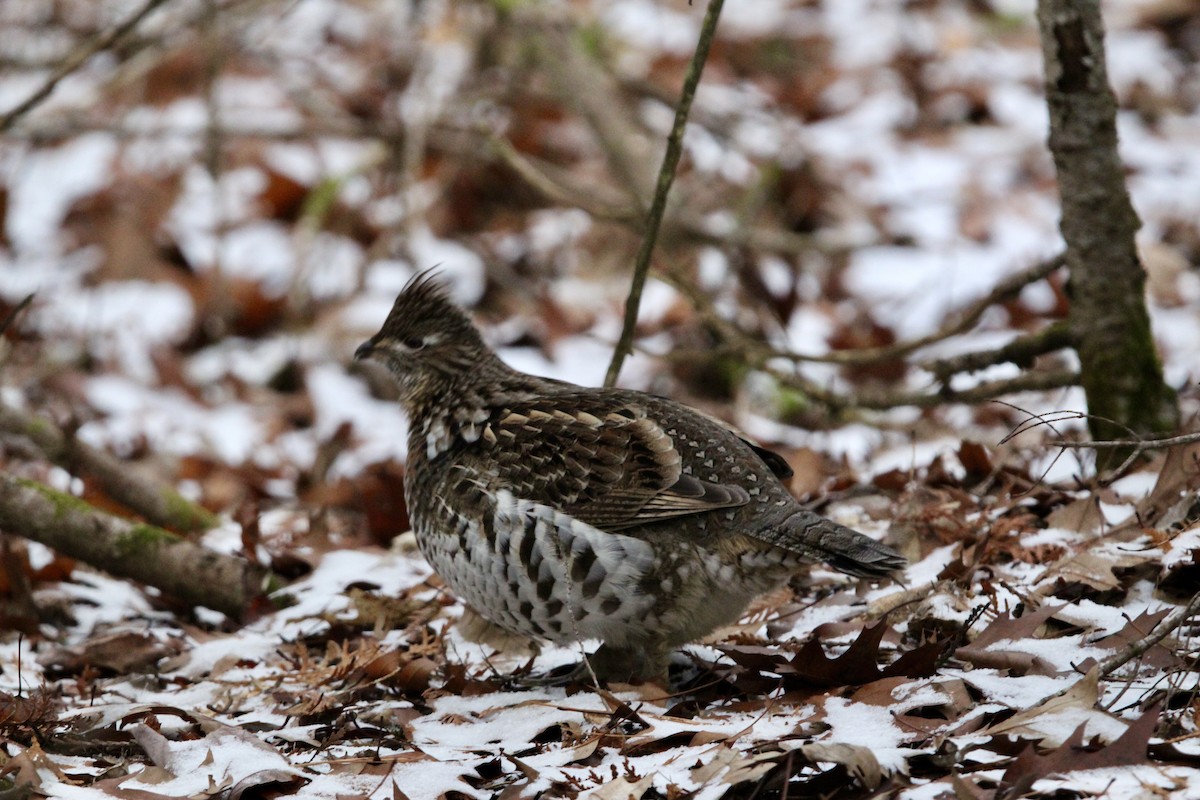 jeřábek kanadský - ML647419410