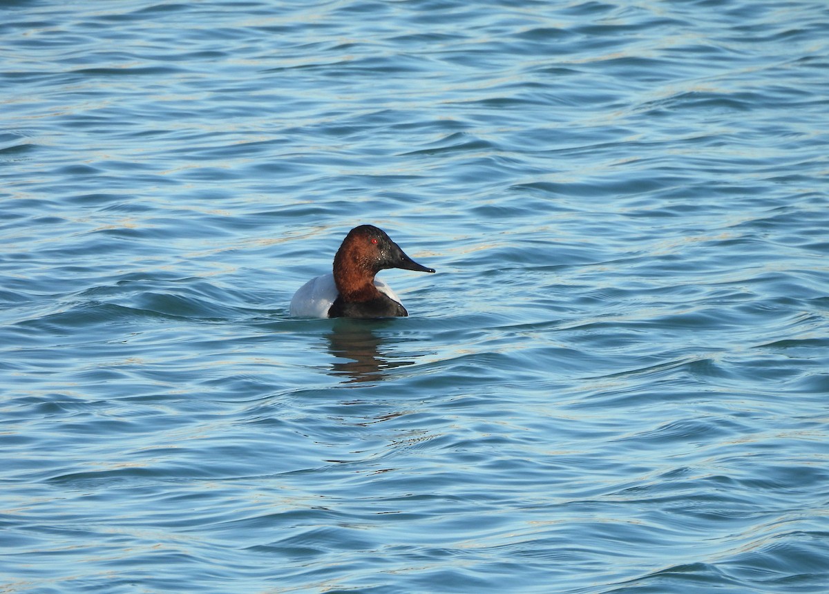 Canvasback - ML647419413