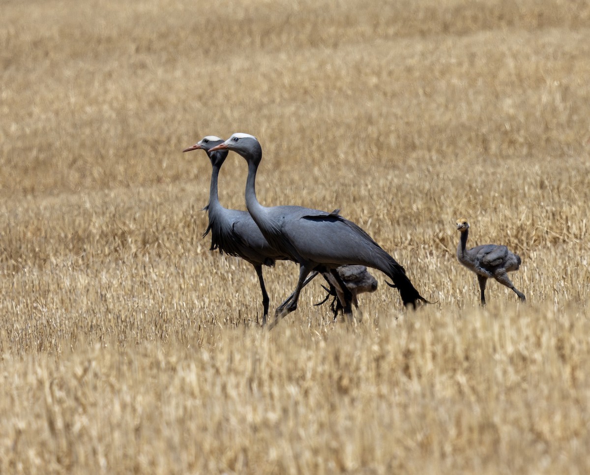 Blue Crane - ML647419425