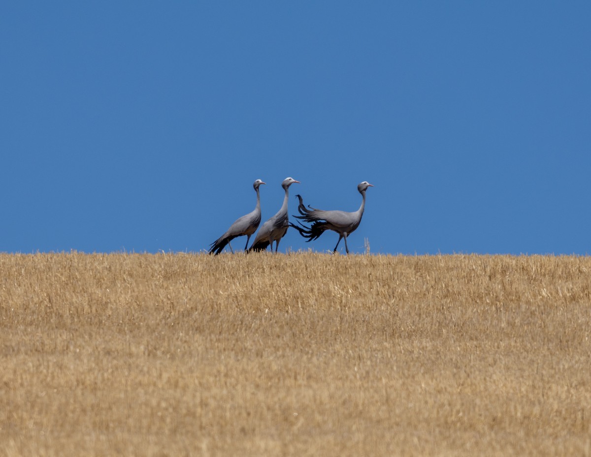 Blue Crane - ML647419426