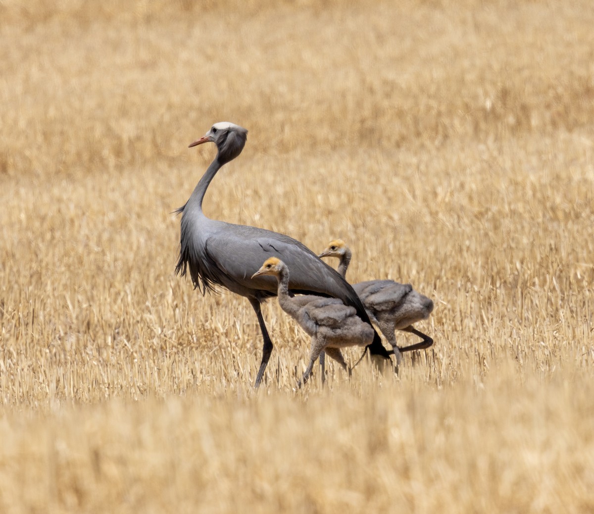 Blue Crane - ML647419427