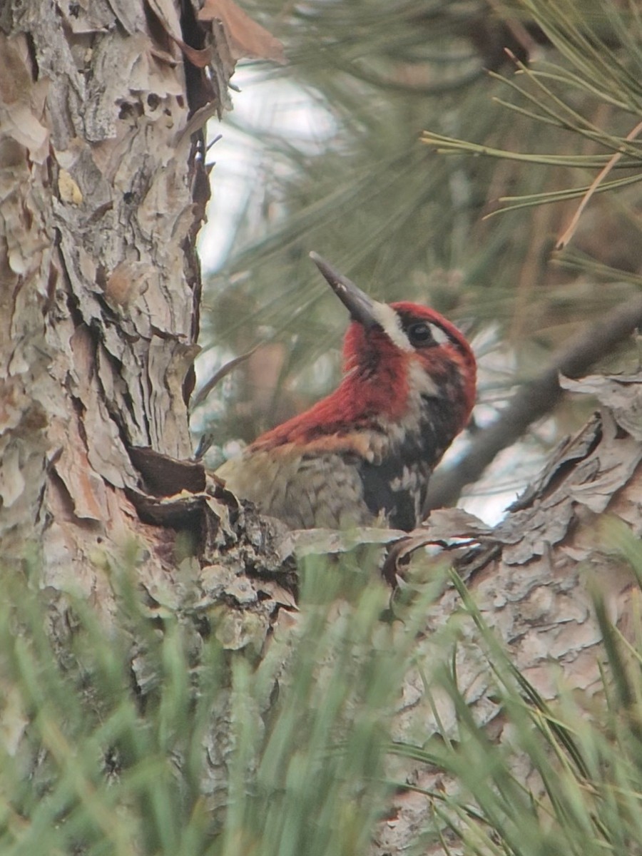 Red-breasted Sapsucker - ML647419431