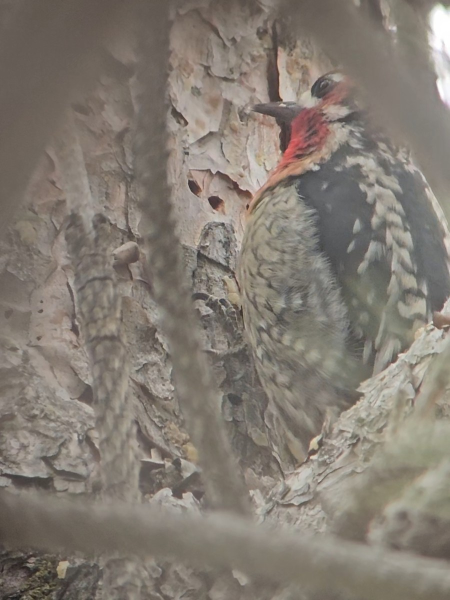 Red-breasted Sapsucker - ML647419432