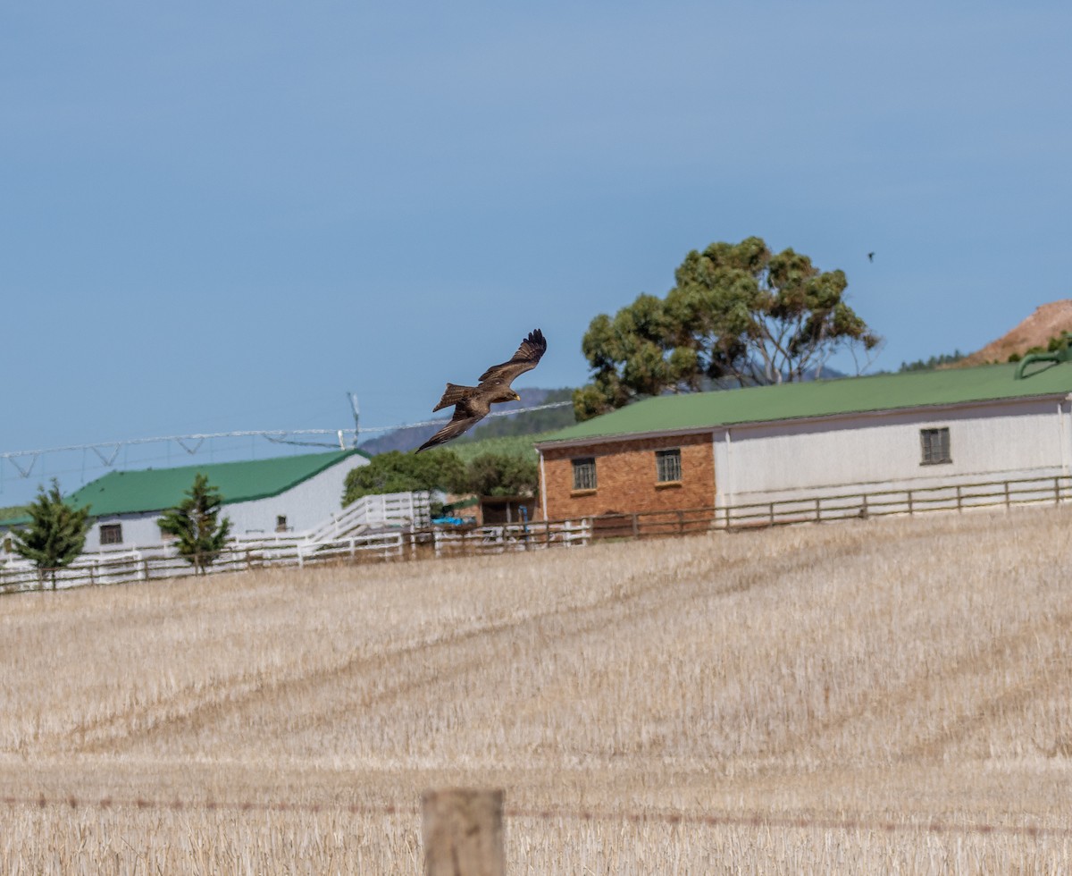 דיה שחורה - ML647419435