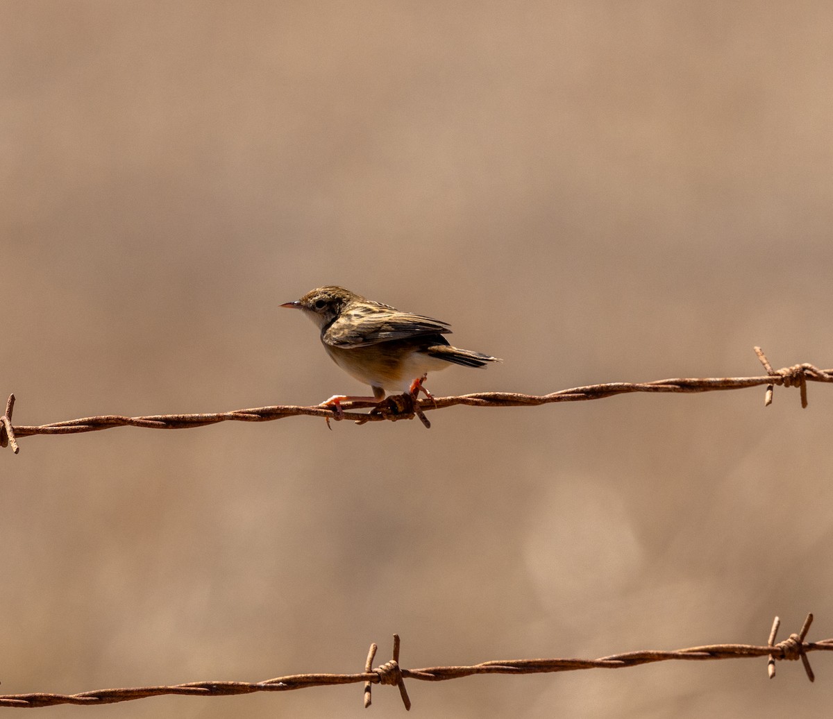 תפר - ML647419438