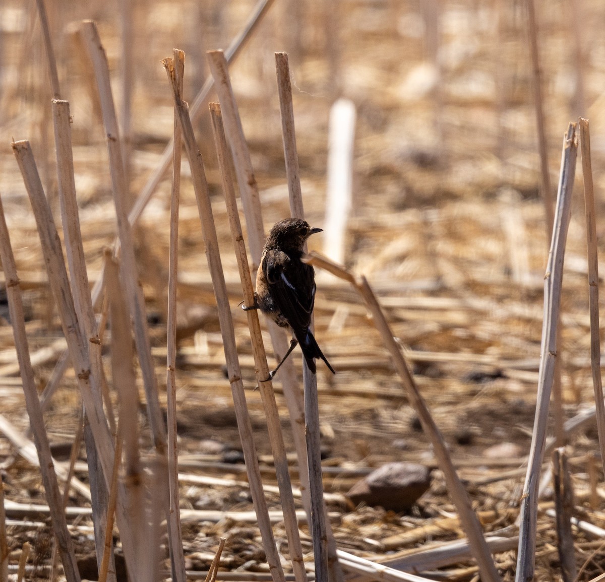 African Stonechat - ML647419445