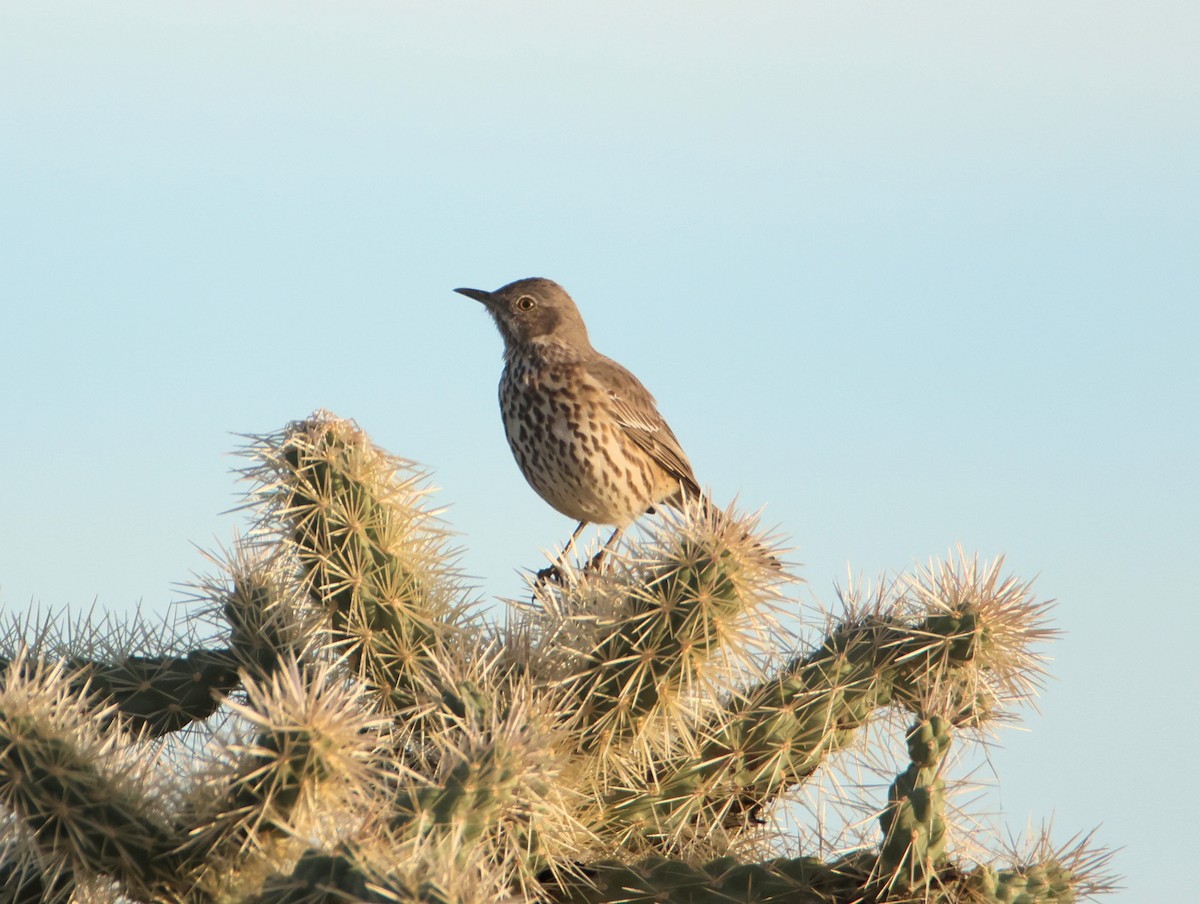 Sage Thrasher - ML647419453