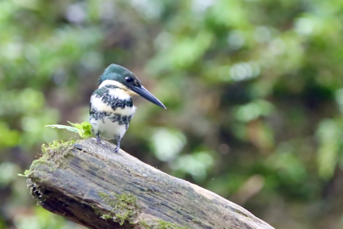Green Kingfisher - ML647419458