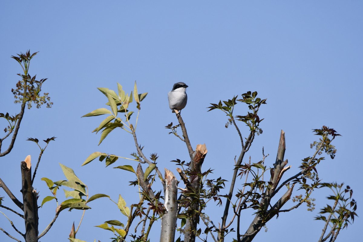 Loggerhead Shrike - ML647419460