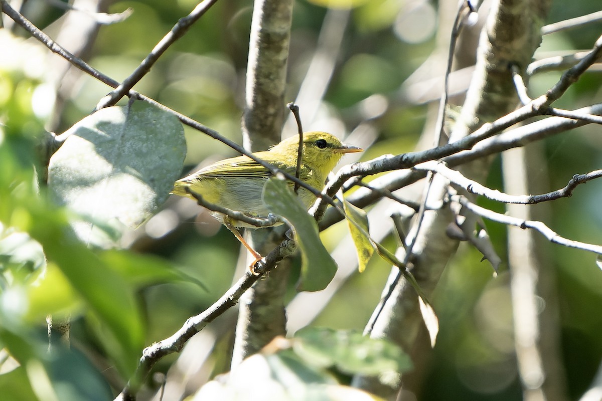 Laura's Woodland-Warbler - ML647419461