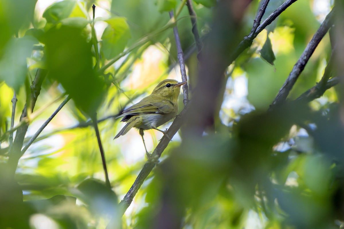 Laura's Woodland-Warbler - ML647419462